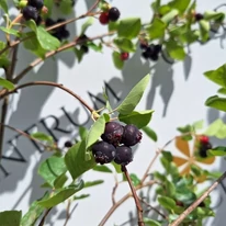 Amelanchier alnifolia C2 - Afin canadian
