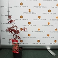 Acer palmatum Atropurpureum P10,5 -  Arțar japonez roșu