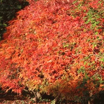 Acer palmatum Atropurpureum P10,5 -  Arțar japonez roșu