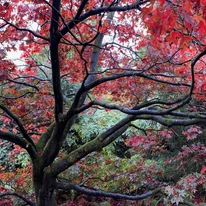 Acer palmatum Atropurpureum P10,5 -  Arțar japonez roșu