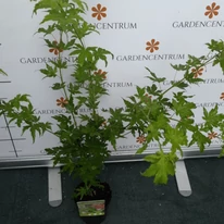 Arțar japonez Green Globe în pepiniera noastră. 