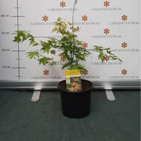 Arțar japonez Orange Dream într-un ghiveci de 2 litri, în pepiniera noastră. 