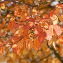 Amelanchier alnifolia C2 - Afin canadian