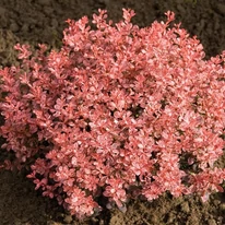 Berberis thunbergii Inspiration K3 - Drăcilă japoneză