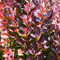 Frunzișul drăcilei Rose Glow va fi cea mai frumoasă dacă este plantată la soare. 