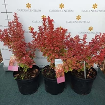 Berberis thunbergii Orange Ice C3 - Drăcilă portocalie