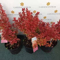 Berberis thunbergii Orange Ice C3 - Drăcilă portocalie