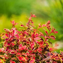 Berberis thunbergii Orange Ice C3 - Drăcilă portocalie