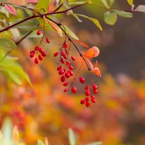 Berberis thunbergii Orange Rocket - Drăcilă columnară portocalie