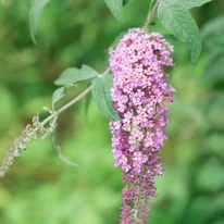 Inflorescența alungită a liliacului de vară și aspectul frunzelor.