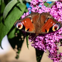 Un loc preferat de fluturi este inflorescența liliacului de vară. 