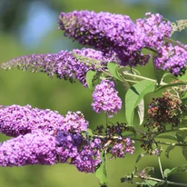 Buddleja davidii pitic are inflorescențe alungite. 
