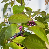 Fructele intens colorate și frunzele verzi ale plantei Callicarpa, la sfârșitul lunii septembrie, în pepiniera noastră.