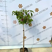 Callicarpa pe trunchi înalt, în pepiniera noastră. 