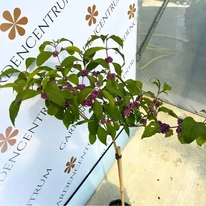 Callicarpa pe trunchi înalt de 60 cm. 