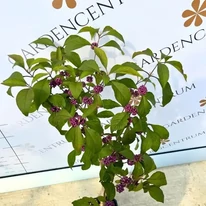 Frunzișului arbustului Callicarpa în luna septembrie. 