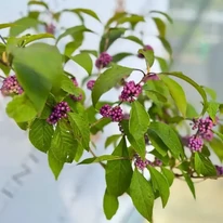 Frunzele și fructele colorate a arbustului Callicarpa în luna septembrie. 