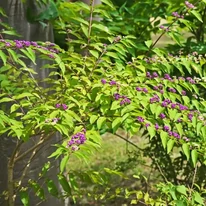 Aspectul plantei Callicarpa bodinieri Profusion.