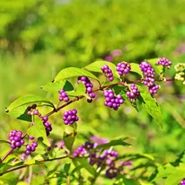 Frunzele și fructele colorate ale arbustului Callicarpa bodinieri Profusion, la începutul toamnei. 