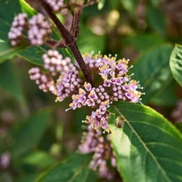 Callicarpa dichotoma înflorită. 