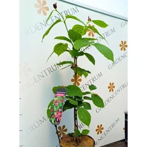 Calycanthus raulstonii Hartlage Wine K3 - Garofiță piperată, copacul orhidee
