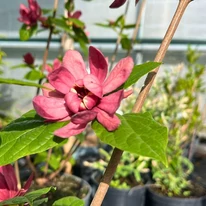 Calycanthus raulstonii Hartlage Wine K3 - Garofiță piperată, copacul orhidee