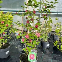 Calycanthus raulstonii Hartlage Wine K3 - Garofiță piperată, copacul orhidee