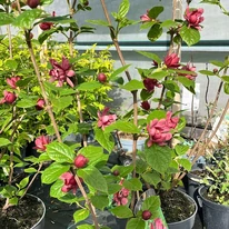 Calycanthus raulstonii Hartlage Wine K3 - Garofiță piperată, copacul orhidee
