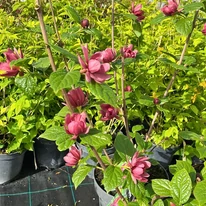 Calycanthus raulstonii Hartlage Wine K3 - Garofiță piperată, copacul orhidee