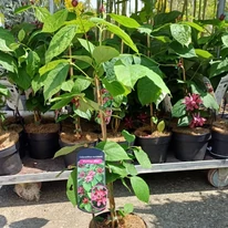 Calycanthus raulstonii Hartlage Wine K3 - Garofiță piperată, copacul orhidee