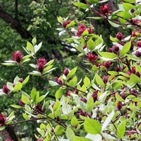 Arbustul Calycanthus floridus în timpul înfloririi. 
