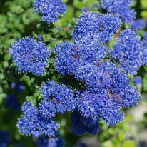 Florile de primăvară a liliacului caloifornian. 