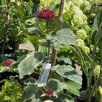 Aspectul arbustului Clerodendrum bungei în luna iulie.