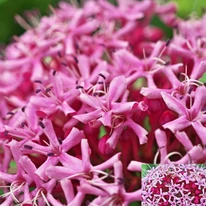 Clerodendrum bungei Pink Diamond cu flori roz. 