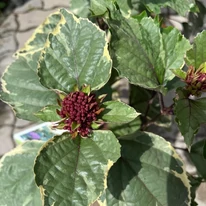 Clerodendrum bungei în luna iunie.