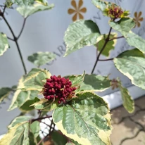 Frunzele plantei Clerodendrum bungei de aproape.