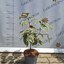Clerodendrum bungei în ghiveci în pepiniera noastră.