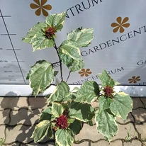 Frunzișul arbustului ornamental Clerodendrum bungei.