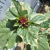 Aspectul și culoarea frunzelor de Clerodendrum.