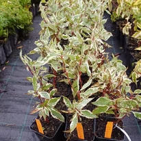 Aspectul arbustului Cornus Elegantissima în ghiveci de 9 cm, în pepiniera noastră. 