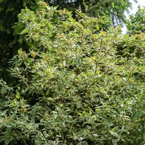 Forma și aspectul la maturitate al Cornus alba Elegantissima.