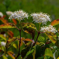 Înflorirea și frunzele cornului roșu Cornus sanguinea Midwinter Fire.