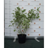Cornus stolonifera White Gold în papiniera nostră la începutul lunii iunie. 