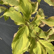 Frunzele ale Cornus alba Gouchaultii pestrițe, cu nuanțe de galben, adaugă un plus de culoare
