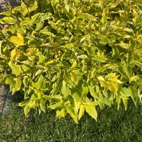Lăstarii cornului Gouchaultii de un roșu-bordo creează un contrast elegant, evidențiindu-se printre frunze.