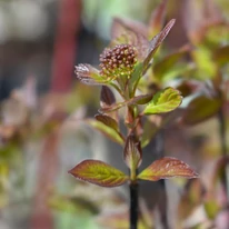 Cornul Kesselringii la începutul înfloririi. 