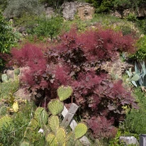 Cotinus coggygria Royal Purple în timpul înfloririi. 