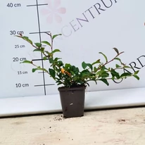 Tufă bine dezvoltată, puternică de Cotoneaster în pepiniera noastră, la sfârșitul lunii septembrie.