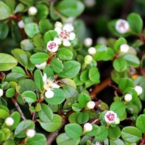 Frunzele și florile albe delicate ale arbustului ornamental veșnic verde Cotoneaster dammeri.