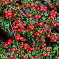 Lăstarii de cotoneaster târâtor și fructele sale roșii vibrante.
